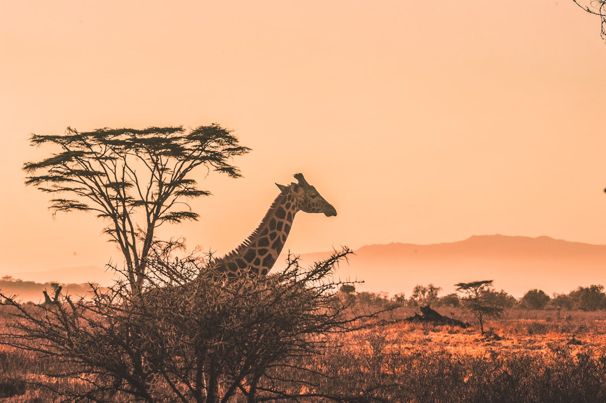 Safari en Tanzanie et Zanzibar : quel itinéraire selon votre profil de voyage ?