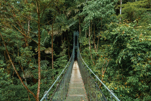 Le canopée de Monteverde