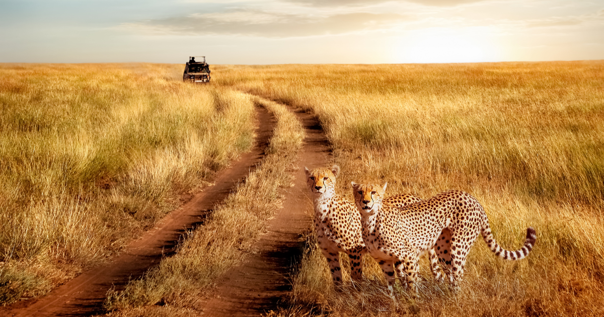 Quand partir en Tanzanie ? La vraie question à se poser avant de choisir vos dates