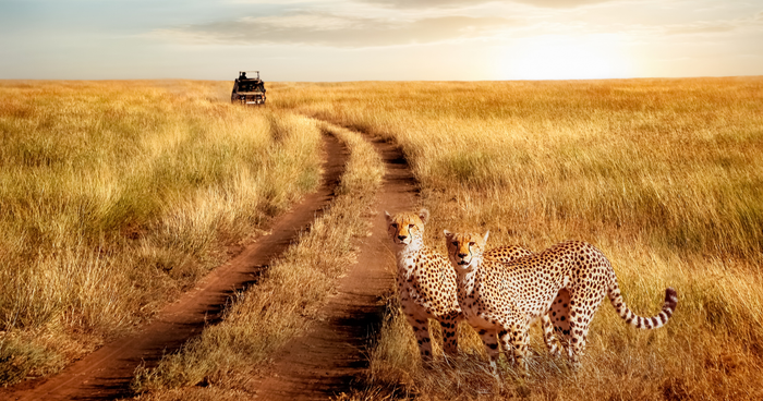 Quand partir en Tanzanie ? La vraie question à se poser avant de choisir vos dates