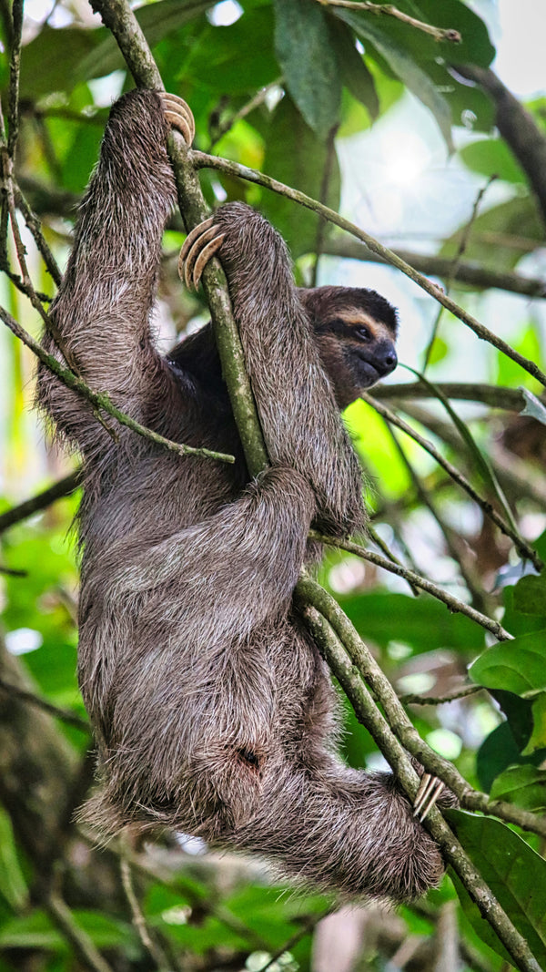Paresseux au Costa Rica