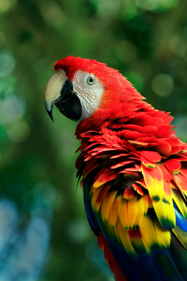 Ara rouge, faune locale du Costa Rica