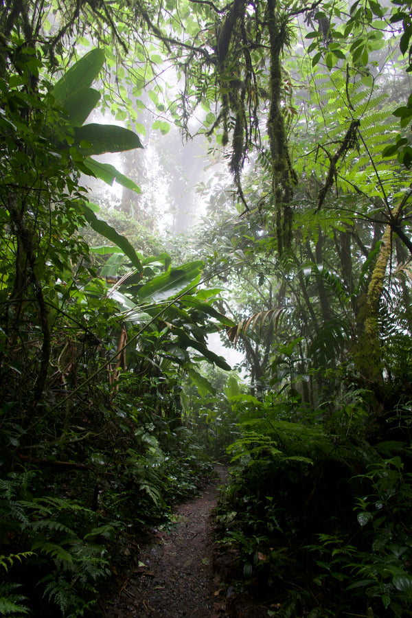 Monteverde