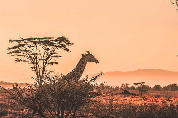 Safari en Tanzanie et Zanzibar : quel itinéraire selon votre profil ?