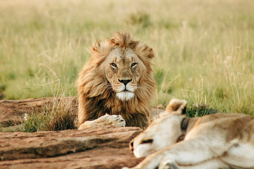 Le cratère du Ngorongoro