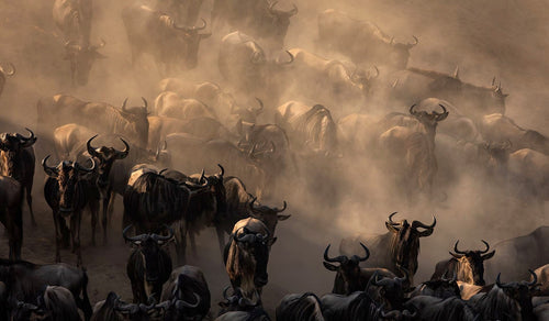 Le Serengeti et la grande migration